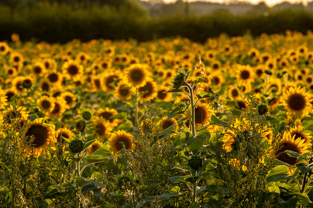 Sunflowers  by rjb71