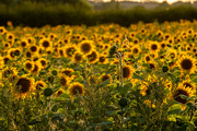 9th Aug 2022 - Sunflowers 