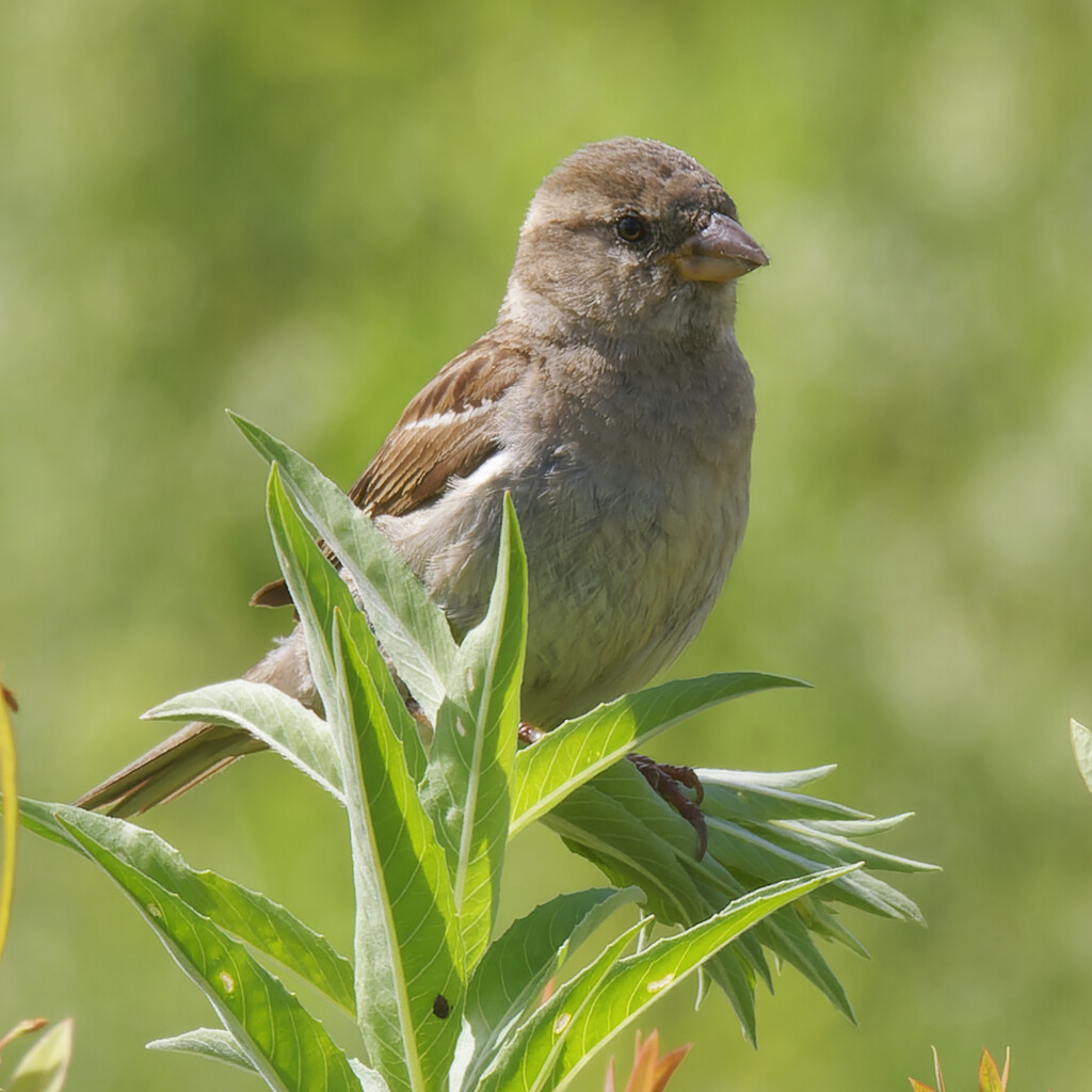 female house sparrow by rminer