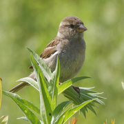 9th Aug 2022 - female house sparrow
