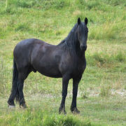 5th Aug 2022 - Belgian Draft Horse