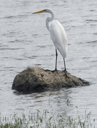 9th Aug 2022 - great egret