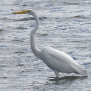 9th Aug 2022 - great egret 