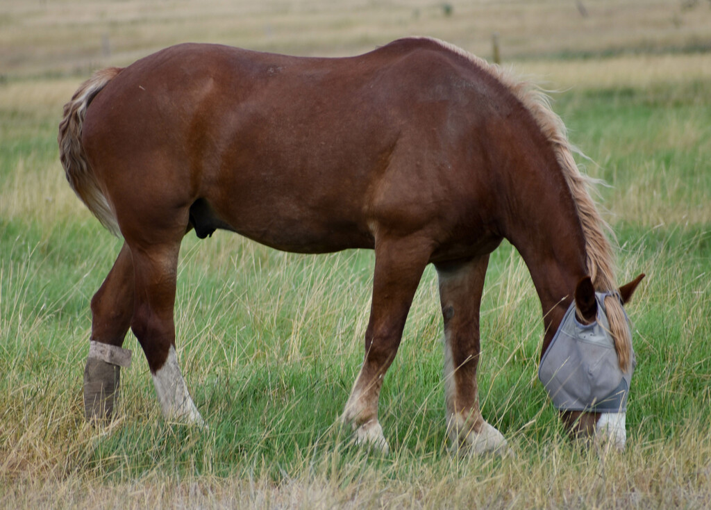 Hefty Belgian Draft Horse by bjywamer