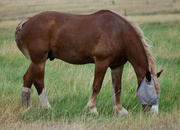 4th Aug 2022 - Hefty Belgian Draft Horse