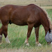 Hefty Belgian Draft Horse