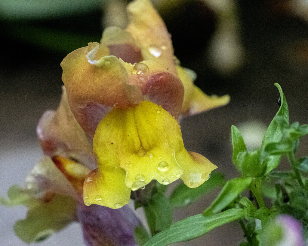 Wet Snapdragons by cwbill