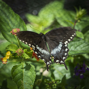 9th Aug 2022 - Spicebush Swallowtail 
