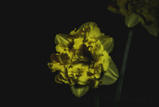 9th Aug 2022 - Daffodil