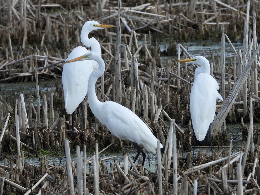 3egrets by amyk