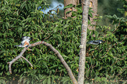 9th Aug 2022 - Mr and Mrs Kingfisher
