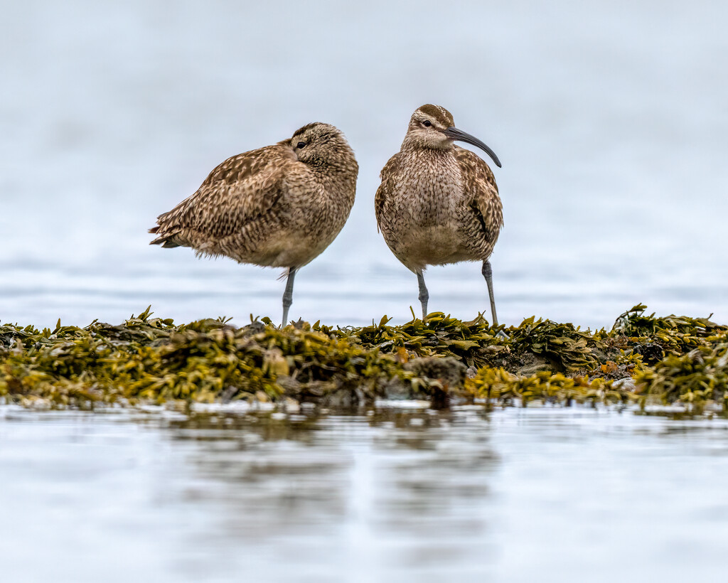 More Whimbrels by nicoleweg