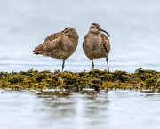 9th Aug 2022 - More Whimbrels
