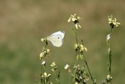 10th Aug 2022 - Cabbage White