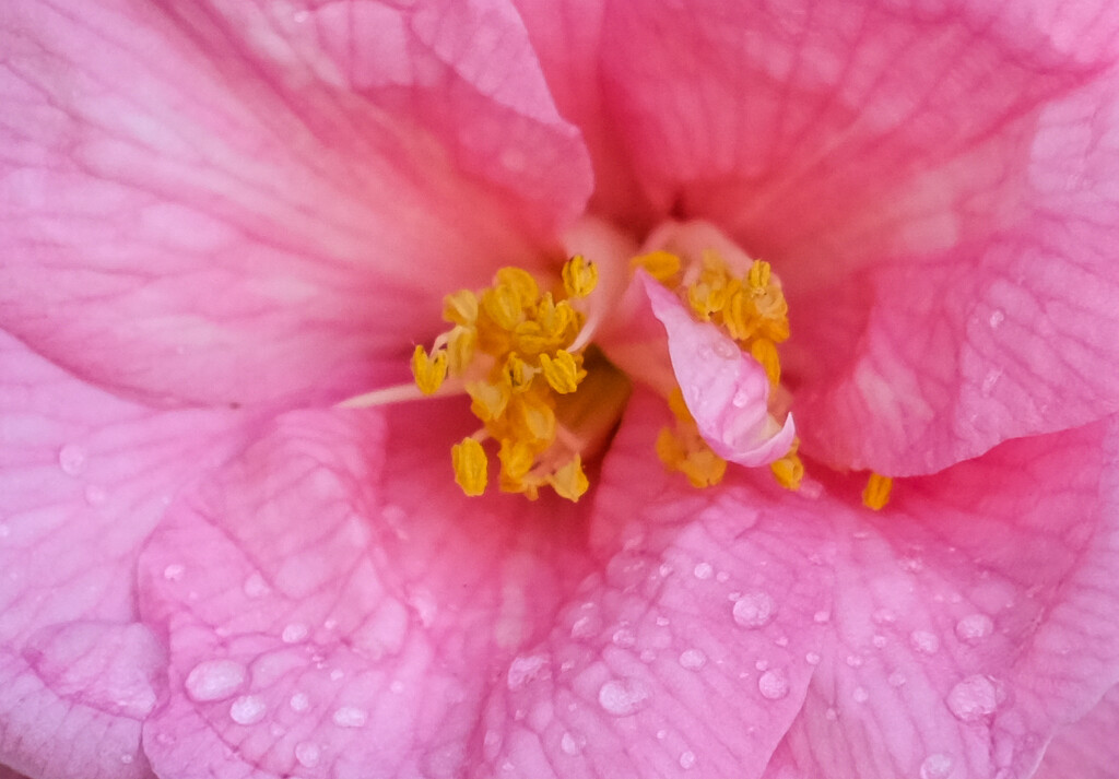 Pink flower with yellow stamen by brigette