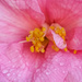 Pink flower with yellow stamen