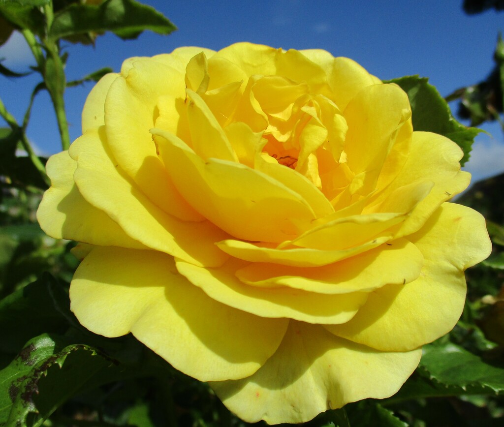 Blue sky and yellow rose. by grace55