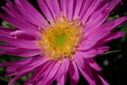 9th Aug 2022 - Macro of a tiny Aster bloom