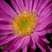 Macro of a tiny Aster bloom by speedwell