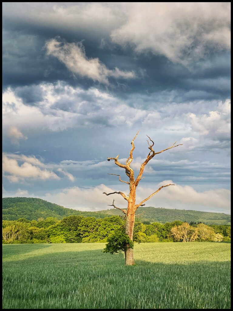 The tree 10 by moonbi