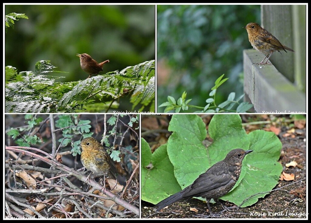 Some of my birdie friends by rosiekind