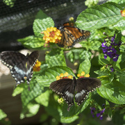 10th Aug 2022 - Butterfly Medley