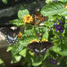 Butterfly Medley by kvphoto