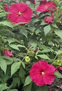9th Aug 2022 - Pink Hibiscus 
