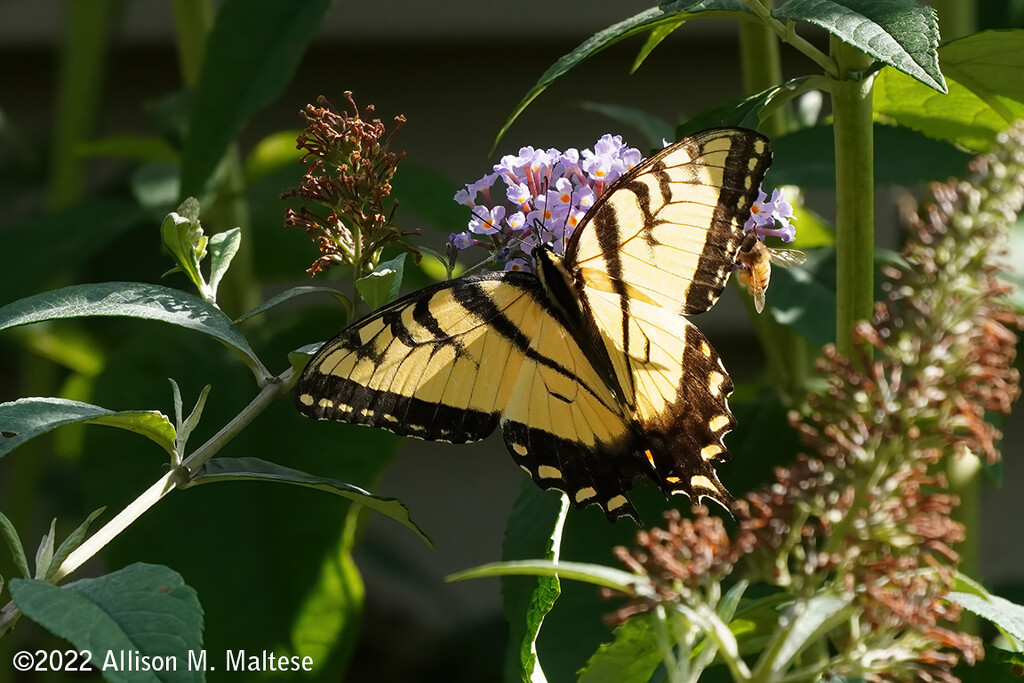 Swallowtail and Friend by falcon11