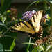 Swallowtail and Friend