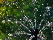 10th Aug 2022 - Beads of water emerging from my new solar fountain...
