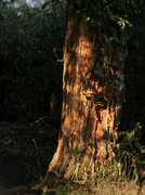 10th Aug 2022 - Tree trunk