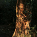 Tree trunk by shepherdman