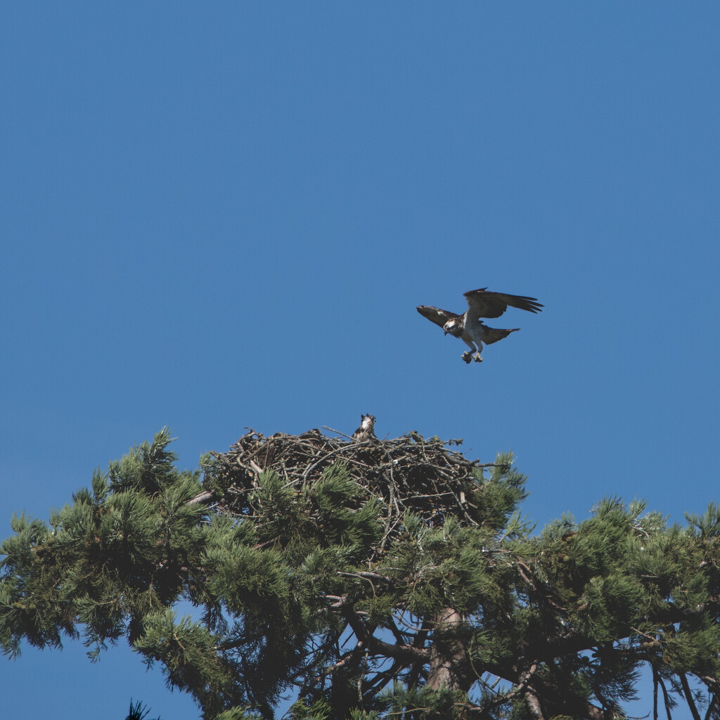 Back to see the ospreys today…. by billdavidson