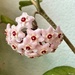Hoya flower