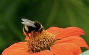 10th Aug 2022 - Busy Bee