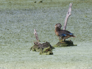 10th Aug 2022 - wood duck and turtle 