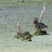 wood duck and turtle 