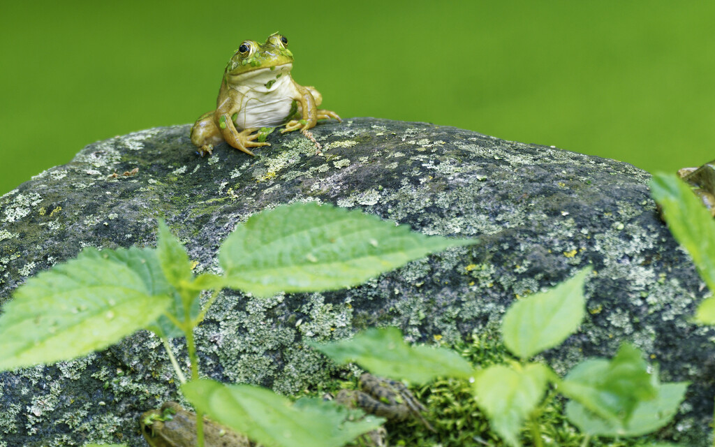 green frog on top of the world   by rminer