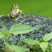 green frog on top of the world   by rminer