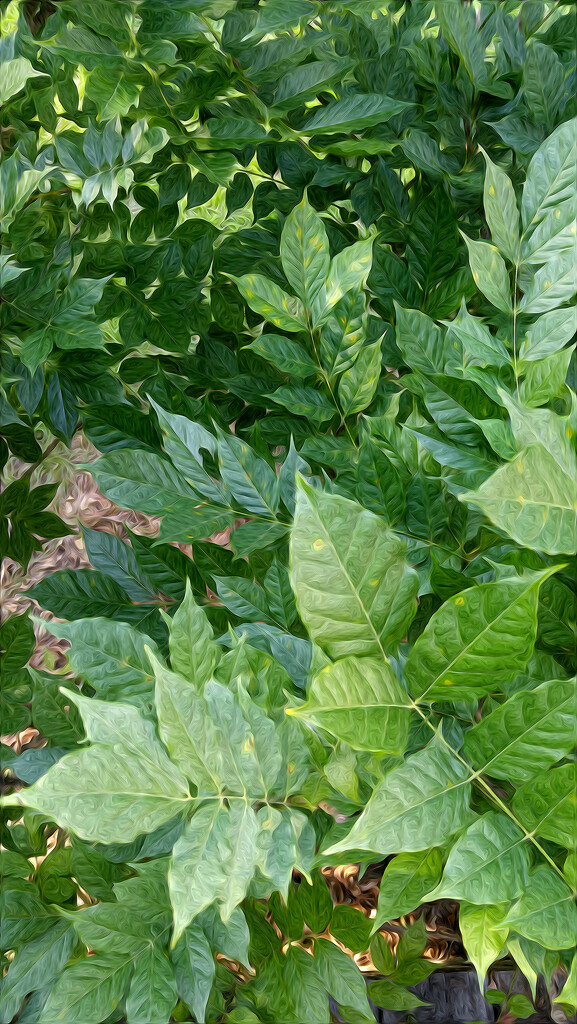 Painterly wisteria leaves... by marlboromaam