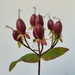 Berries by gaf005
