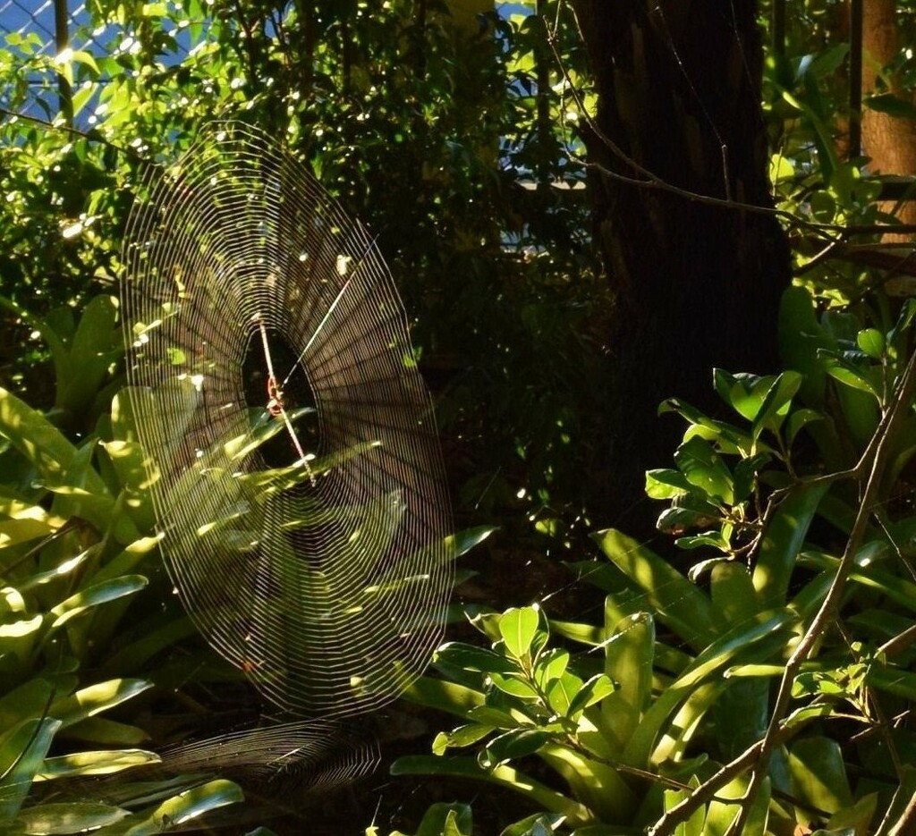  Another Cobweb in The Sunlight ~ by happysnaps