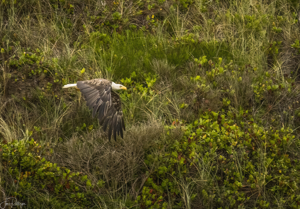 Bald Eagle Flying  by jgpittenger