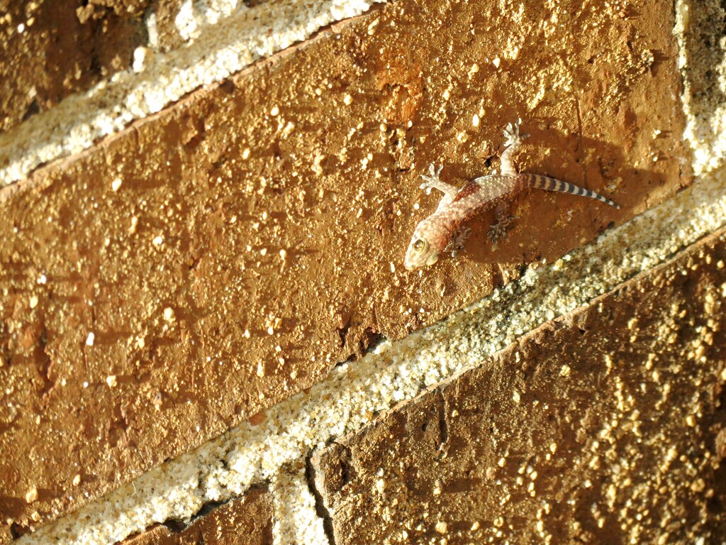Teeny Tiny Gecko by grammyn