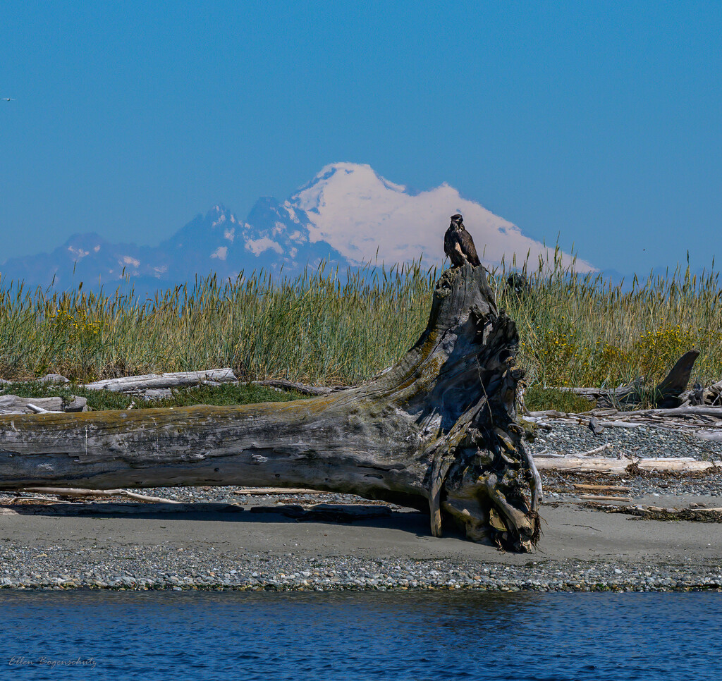 Eagle and Mt. Baker by theredcamera