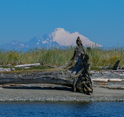 10th Aug 2022 - Eagle and Mt. Baker