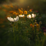 9th Aug 2022 - Lensbaby cosmos golden hour
