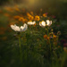Lensbaby cosmos golden hour by jackies365