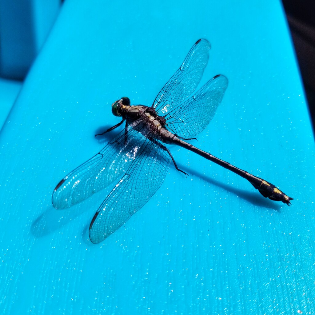 Dragonfly on blue by ljmanning
